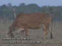 /album/a8%20vacas%20adquiridas%20da%20fazenda%20gavi%c3%a3o/fazenda-dallas-8-vacas-5-jpg/